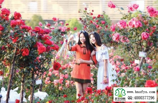 2015 南陽月季展玉雕節(jié)已開幕，花已開好 君可來矣