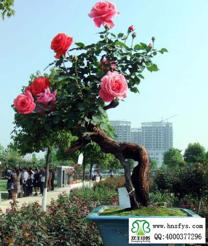 2015 南陽月季展玉雕節(jié)已開幕，花已開好 君可來矣