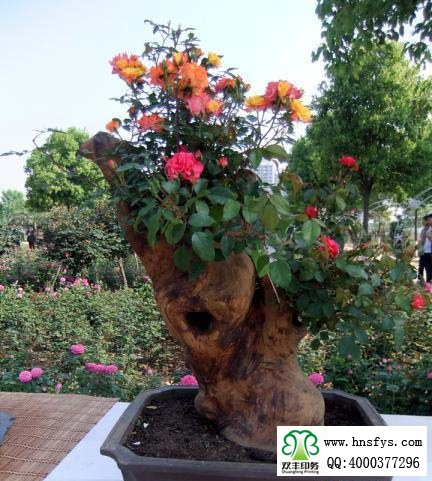 2015 南陽月季展玉雕節(jié)已開幕，花已開好 君可來矣