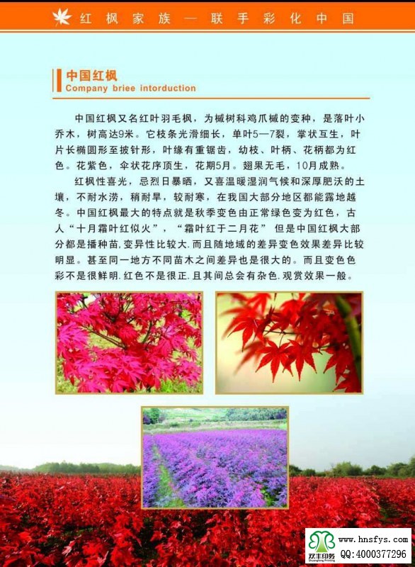 河南印刷廠:紅楓家族 宣傳畫冊(cè)