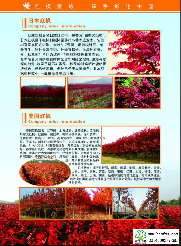河南印刷廠:紅楓家族 宣傳畫冊(cè)