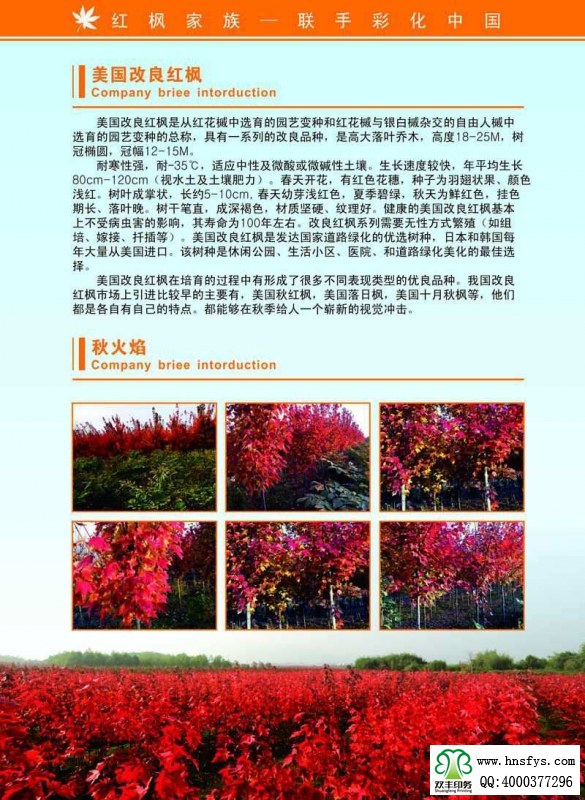 河南印刷廠:紅楓家族 宣傳畫冊(cè)