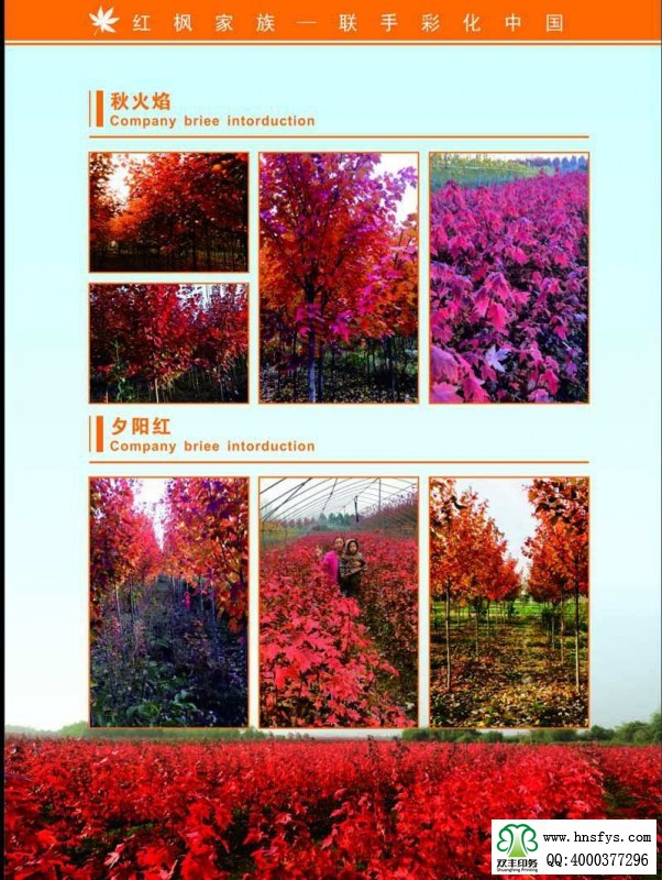河南印刷廠:紅楓家族 宣傳畫冊(cè)