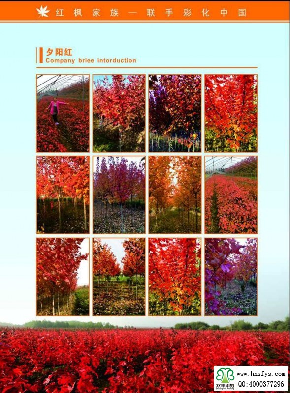 河南印刷廠:紅楓家族 宣傳畫冊(cè)