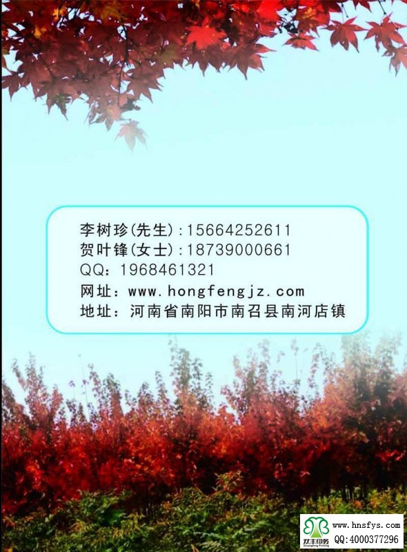 河南印刷廠:紅楓家族 宣傳畫冊(cè)