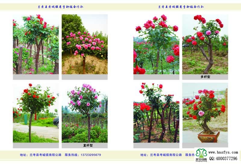 河南印刷廠:月季苗圃基地月季園畫(huà)冊(cè)印刷