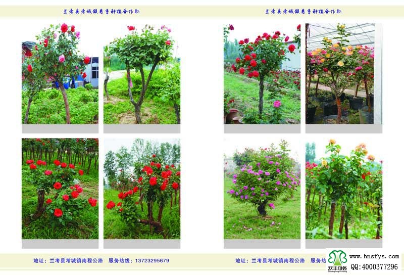 河南印刷廠:月季苗圃基地月季園畫(huà)冊(cè)印刷