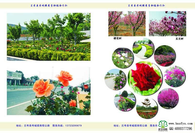 河南印刷廠:月季苗圃基地月季園畫(huà)冊(cè)印刷